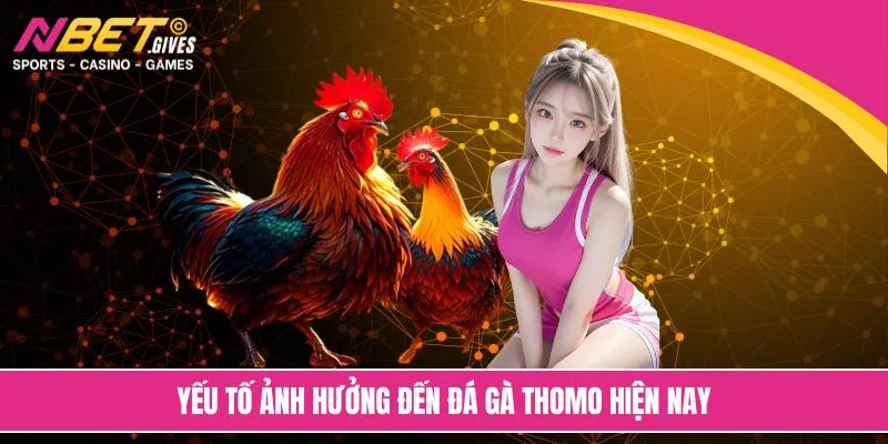 Yếu tố ảnh hưởng đến đá gà Thomo hiện nay